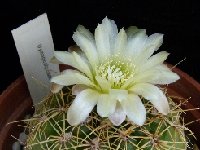 Gymnocalycium hyptiacanthum ©JLcoll.1929.JPG